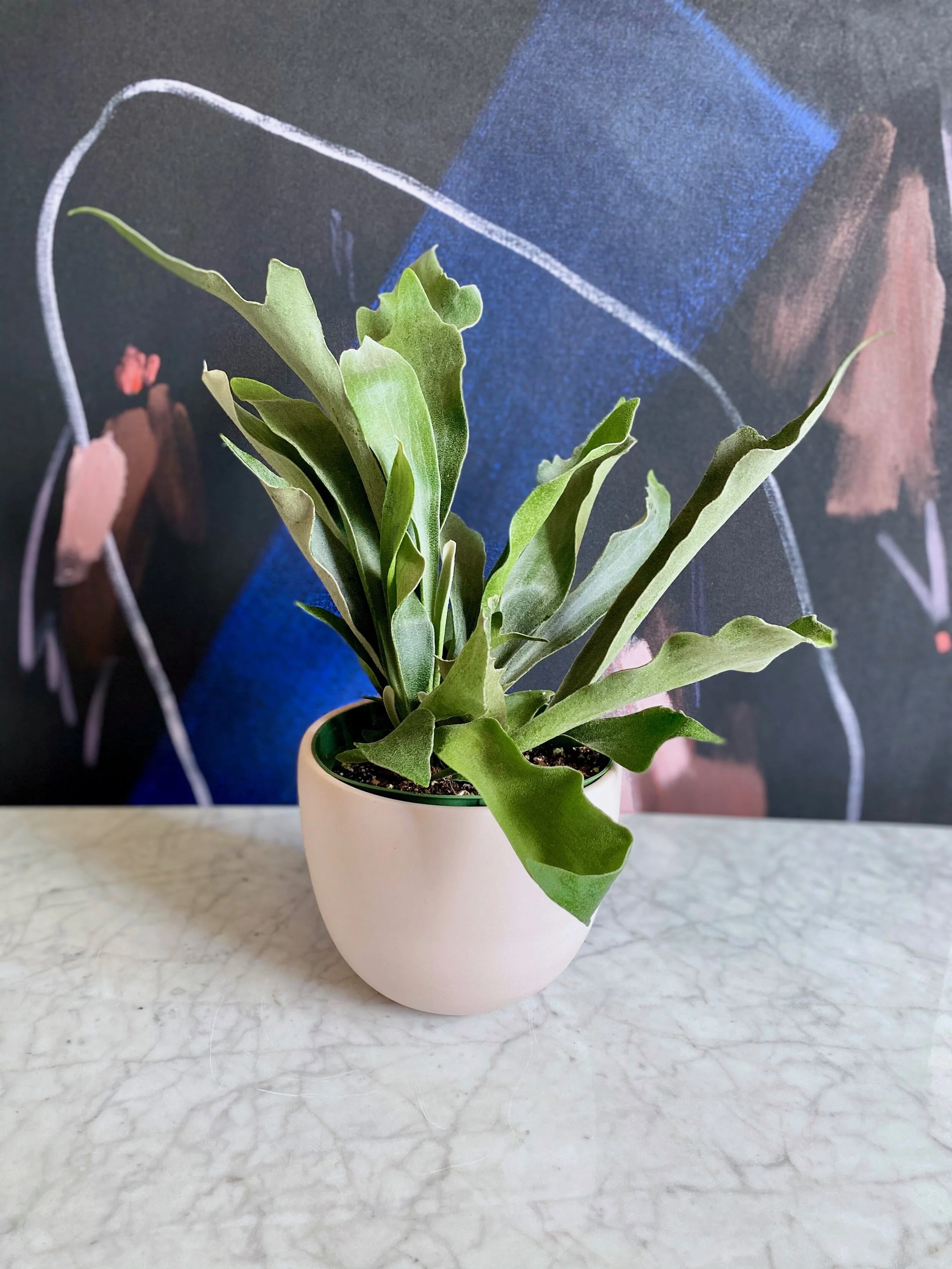 Staghorn+Fern+Alt.jpg